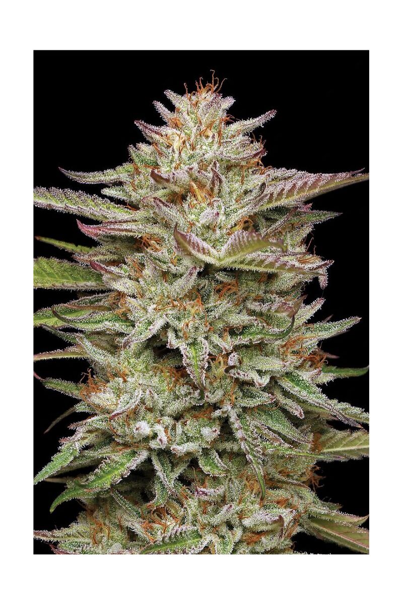 Banana OG, Фасовка: 3, изображение 2